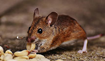 Find Exterminators in Modoc County